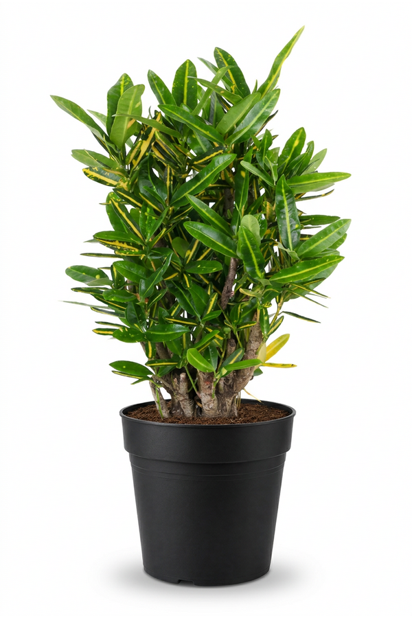 Codiaeum Sunny Star vertakt P21