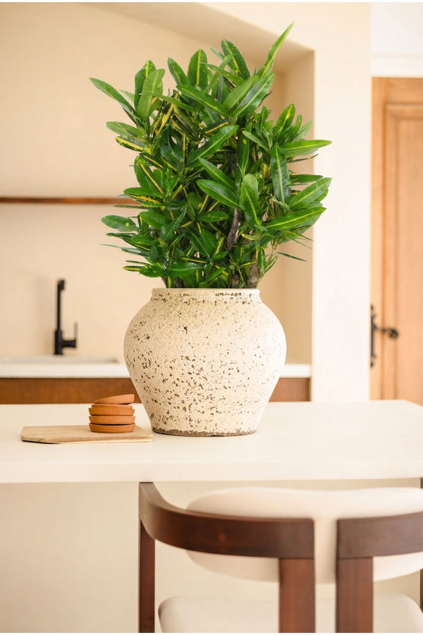 Codiaeum Sunny Star vertakt P21