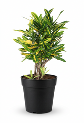 Codiaeum Sunny Star vertakt P19