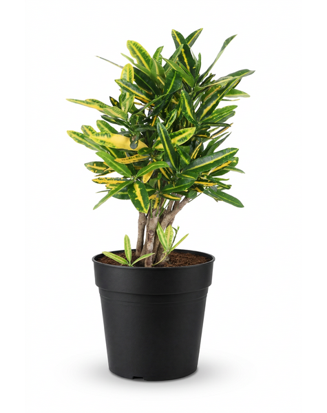 Codiaeum Sunny Star vertakt P19