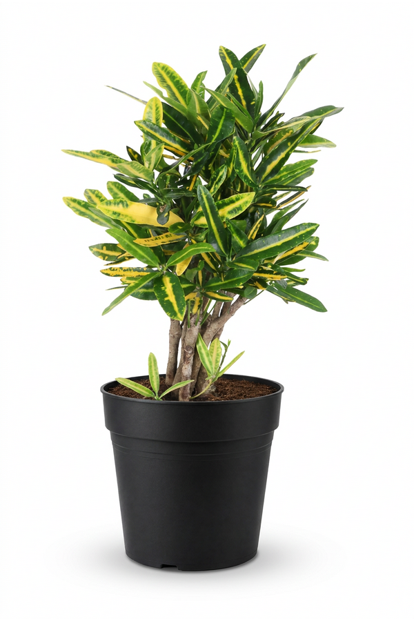 Codiaeum Sunny Star vertakt P19