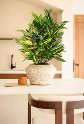 Codiaeum Sunny Star vertakt P19