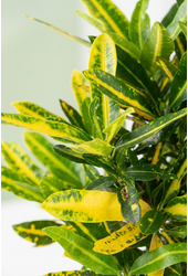 Codiaeum Sunny Star vertakt P19