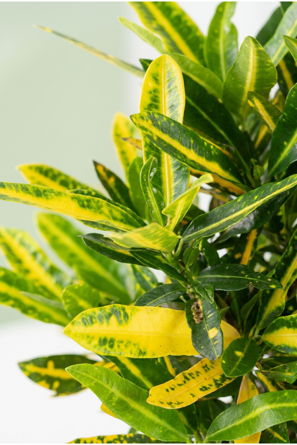 Codiaeum Sunny Star vertakt P19