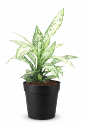Dieffenbachia Vesuvius P19