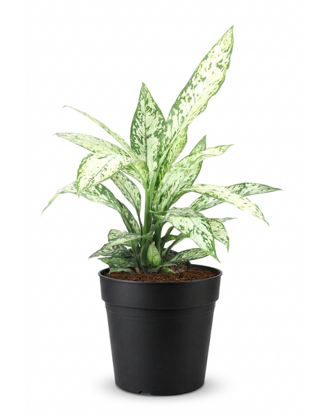 Dieffenbachia Vesuvius P19