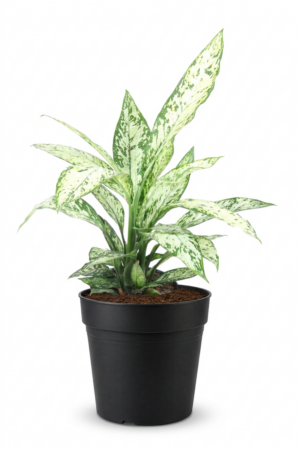 Dieffenbachia Vesuvius P19