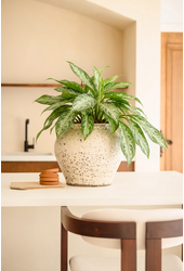 Dieffenbachia Vesuvius P19