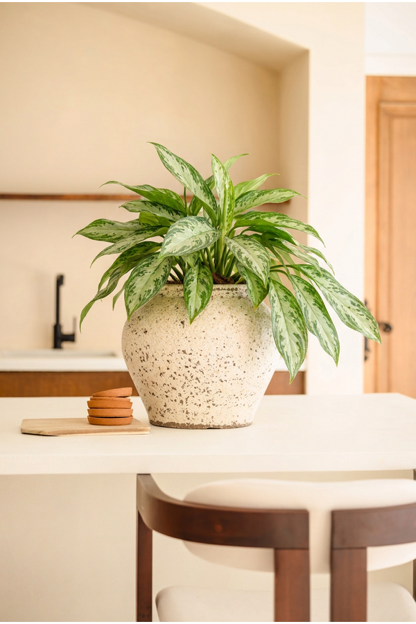 Dieffenbachia Vesuvius P19