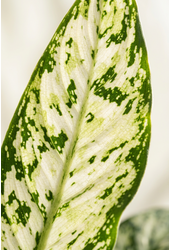 Dieffenbachia Vesuvius P19