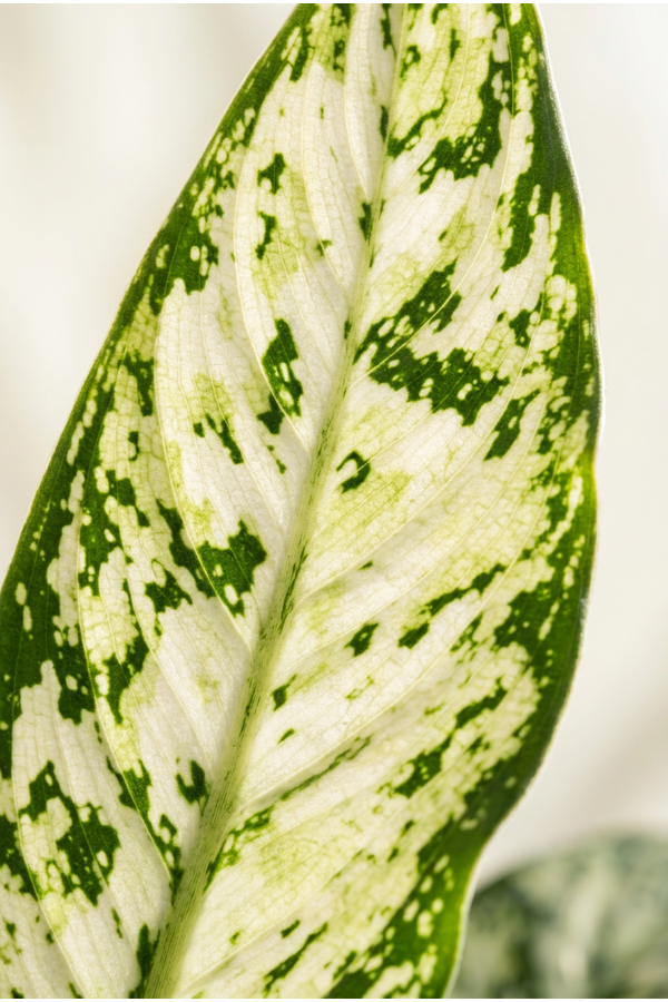 Dieffenbachia Vesuvius P19