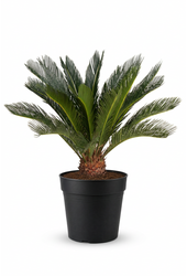 Cycas Revoluta P27