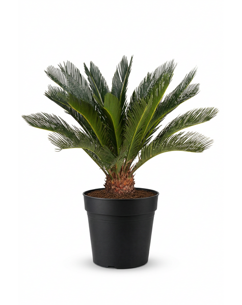 Cycas Revoluta P27