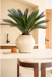 Cycas Revoluta P27