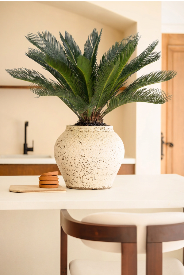 Cycas Revoluta P27