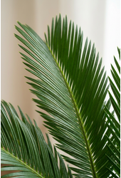 Cycas Revoluta P27