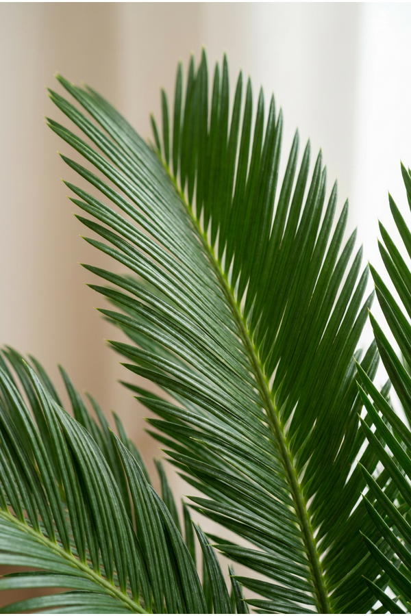 Cycas Revoluta P27