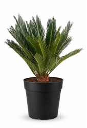 Cycas Revoluta P21