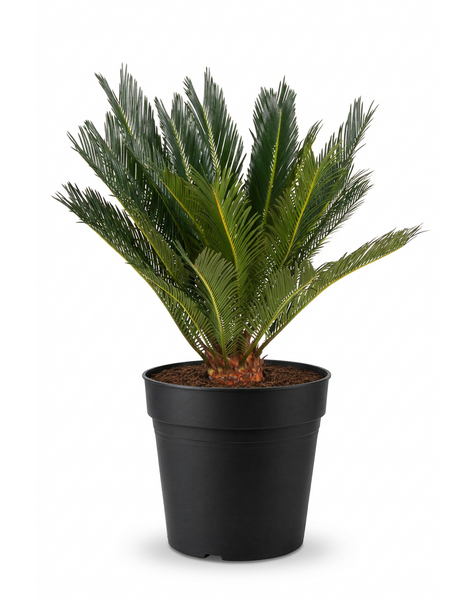 Cycas Revoluta P21