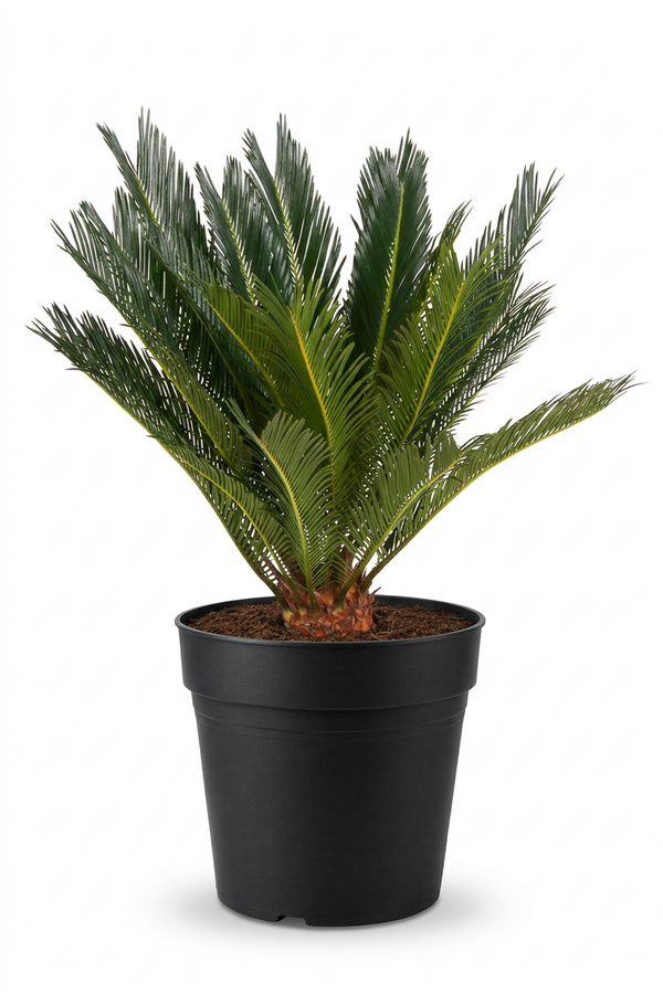 Cycas Revoluta P21