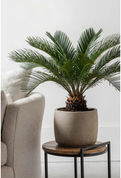 Cycas Revoluta P21