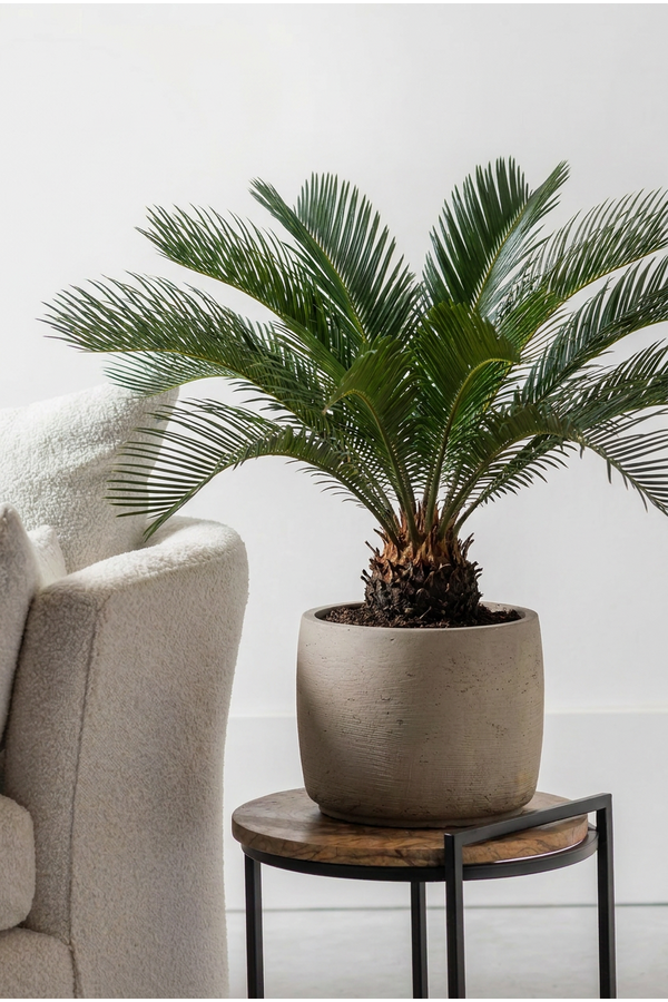 Cycas Revoluta P21