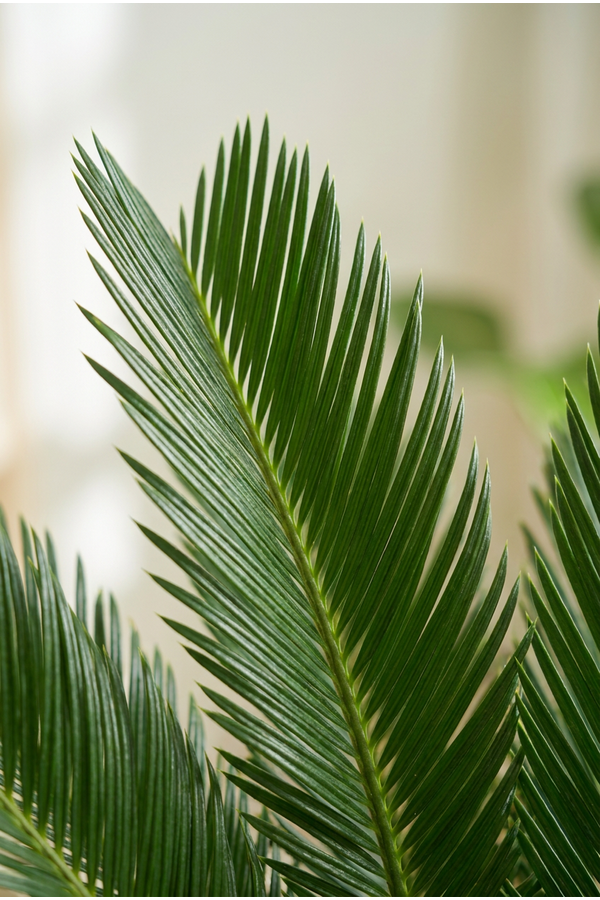 Cycas Revoluta P21