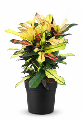 Codiaeum Wilma vertakt P21