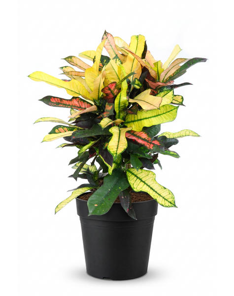 Codiaeum Wilma vertakt P21