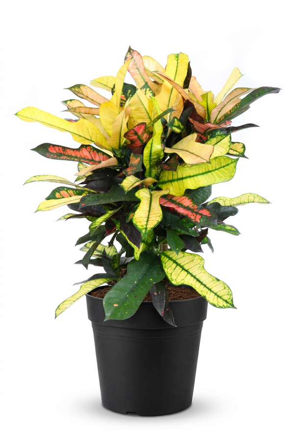 Codiaeum Wilma vertakt P21