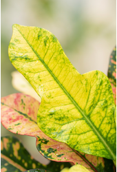 Codiaeum Wilma vertakt P21