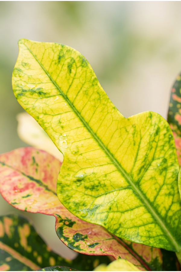 Codiaeum Wilma vertakt P21