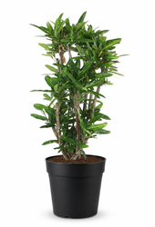 Codiaeum Sunny Star vertakt P27