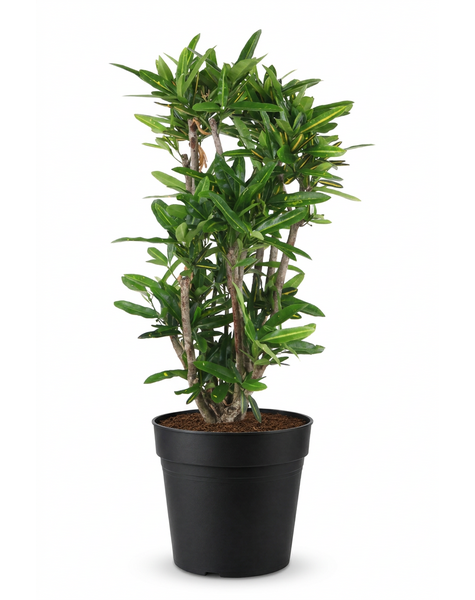 Codiaeum Sunny Star vertakt P27