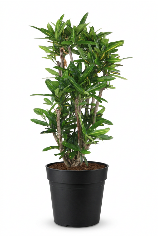 Codiaeum Sunny Star vertakt P27