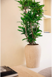 Codiaeum Sunny Star vertakt P27