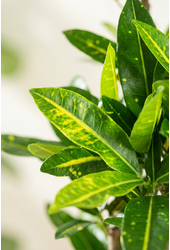 Codiaeum Sunny Star vertakt P27