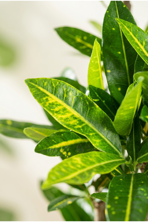 Codiaeum Sunny Star vertakt P27