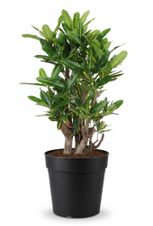 Codiaeum Sunny Star vertakt P24