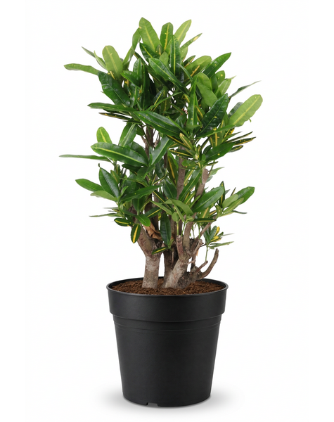 Codiaeum Sunny Star vertakt P24