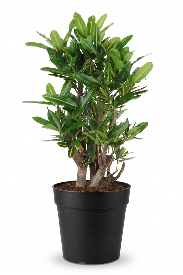 Codiaeum Sunny Star vertakt P24
