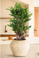 Codiaeum Sunny Star vertakt P24