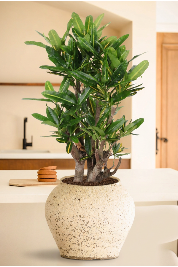 Codiaeum Sunny Star vertakt P24
