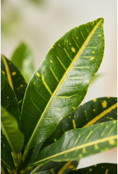 Codiaeum Sunny Star vertakt P24