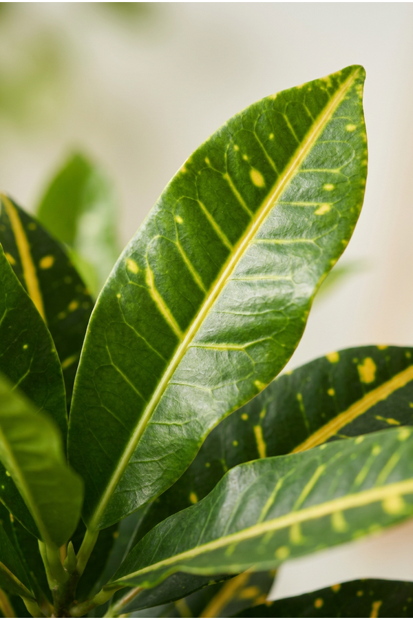 Codiaeum Sunny Star vertakt P24
