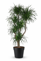 Dracaena Angustifolia vertakt P48