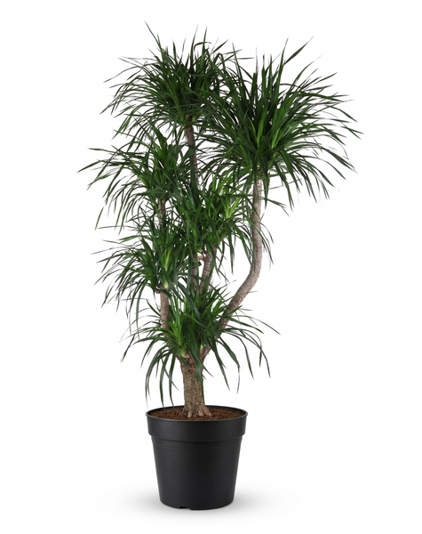 Dracaena Angustifolia vertakt P48