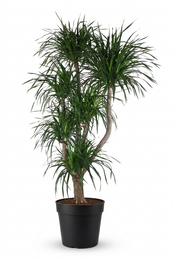 Dracaena Angustifolia vertakt P48