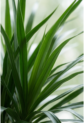 Dracaena Angustifolia vertakt P48