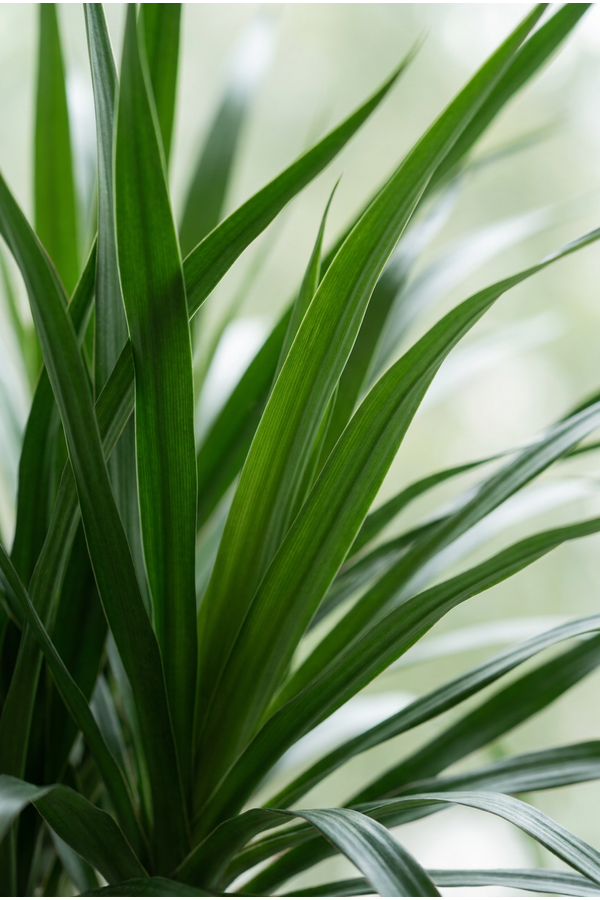Dracaena Angustifolia vertakt P48